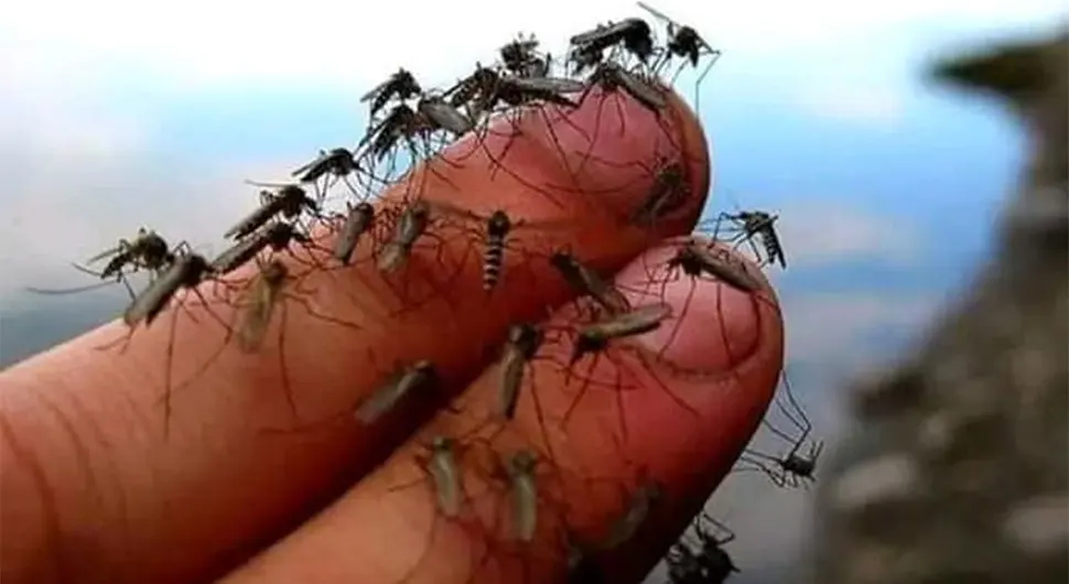 komarci hrvatska pestrid.webp
